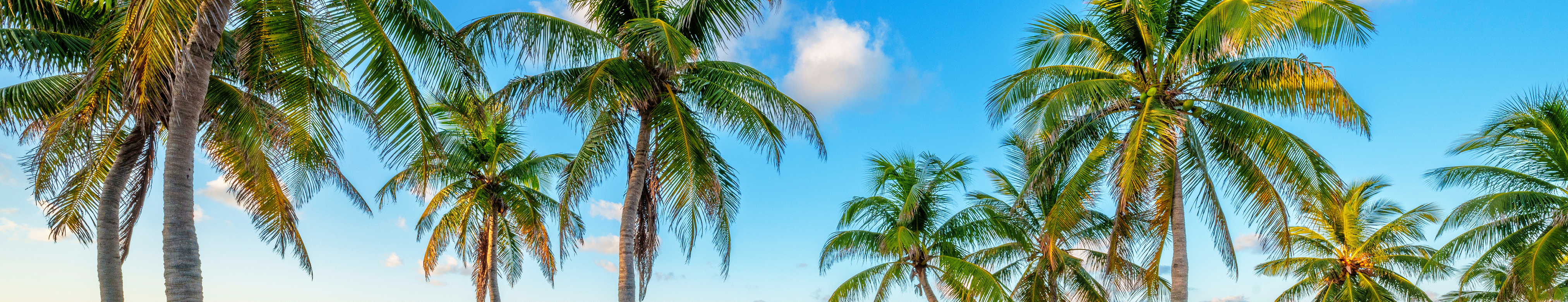 04_TNL_CompanyOverview_Section Banner.jpg